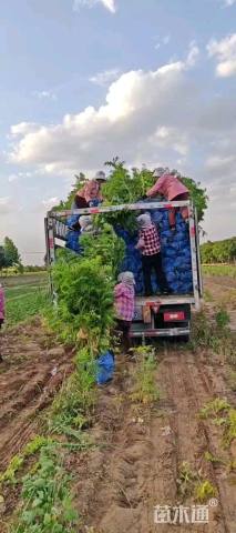 高度100厘米珍珠梅
