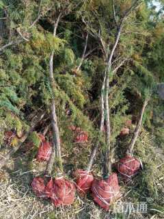 高度250厘米柽柳