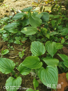 高度35厘米玉簪