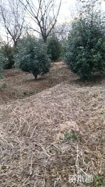 高度350厘米丛生红叶石楠