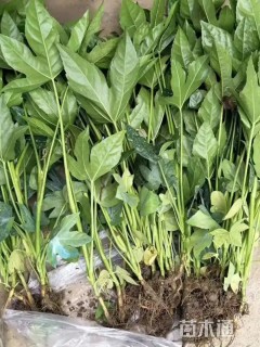 高度30厘米八角金盘小苗