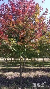 11公分美国红枫