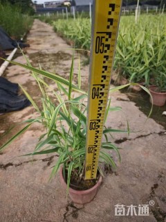 高度30厘米花叶芦竹