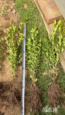 高度30厘米瓜子黄杨