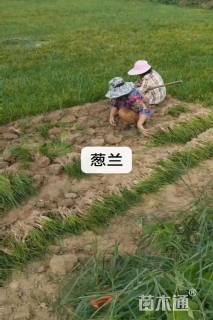 高度15厘米葱兰