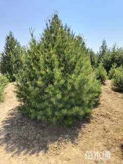 高度350厘米白皮松