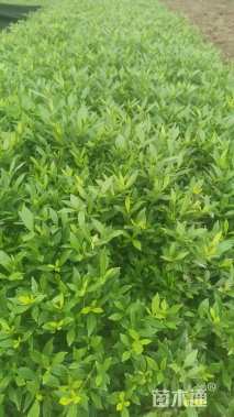 高度30厘米小叶栀子