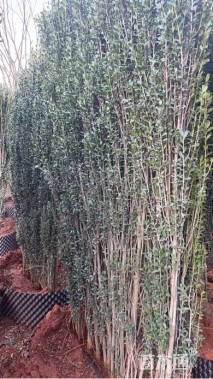 高度180厘米冬青卫矛