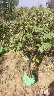 高度120厘米紫斑牡丹