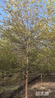 15公分河桦