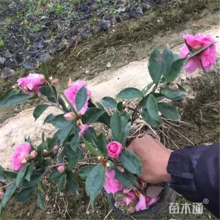 高度50厘米茶梅小苗