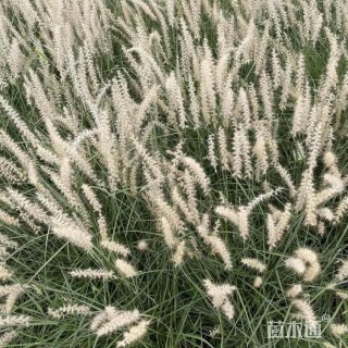高度30厘米小兔子狼尾草
