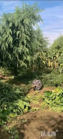 高度300厘米雪松