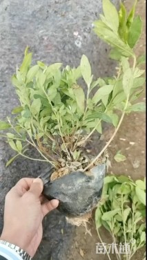 高度30厘米毛鹃