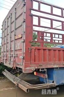 高度20厘米角堇