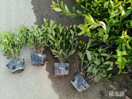 高度40厘米杜鹃