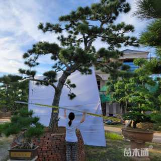 高度350厘米黑松