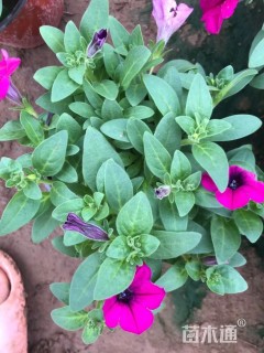 高度15厘米垂钓牵牛