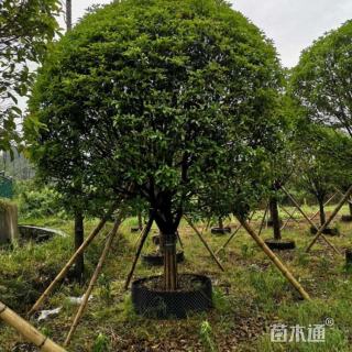 18公分桂花