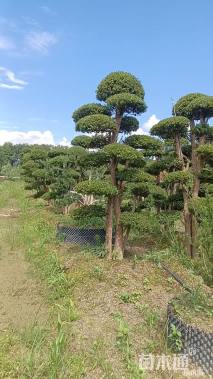 高度550厘米云杉
