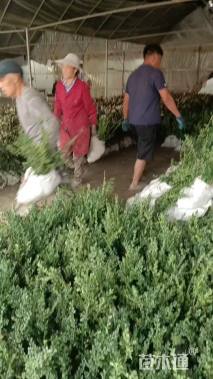 高度40厘米龟甲冬青