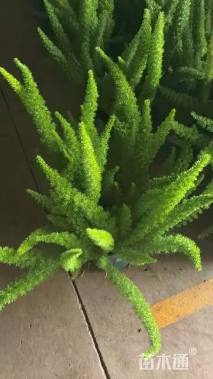 高度6厘米狐尾天门冬