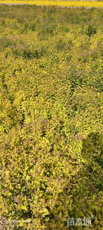 高度40厘米金焰绣线菊