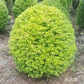 冠幅150厘米亮晶女贞球