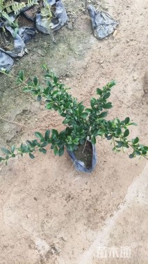 高度25厘米福建茶