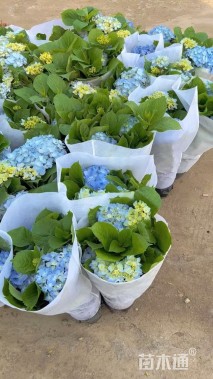 高度30厘米绣球