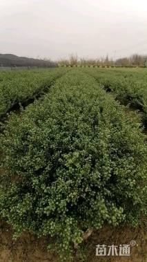 高度45厘米龟甲冬青