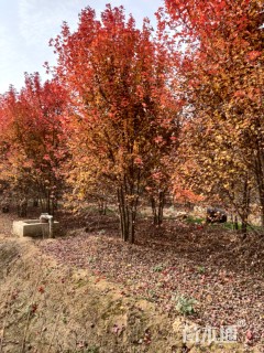 10公分美国红枫-红点