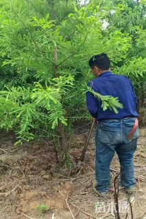 4公分落羽杉
