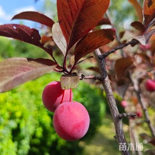 8公分紫叶李