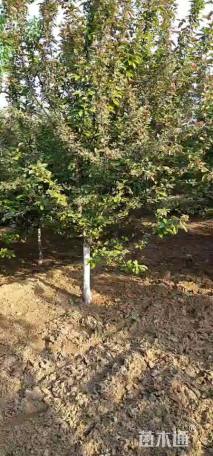 8公分绚丽海棠