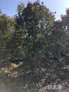 高度350厘米丛生大叶女贞