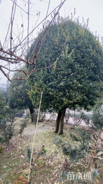 高度600厘米大叶黄杨
