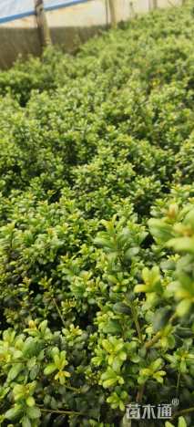 高度20厘米龟甲冬青