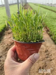 高度15厘米地被石竹