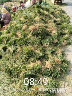 高度13厘米麦冬