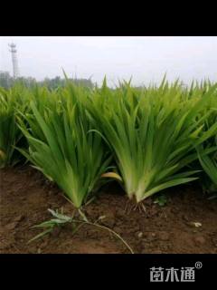 高度30厘米常绿彩虹鸢尾