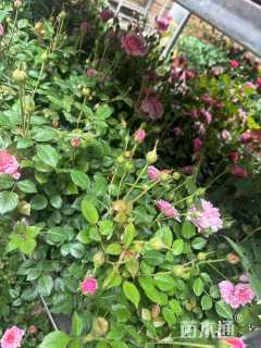 高度25厘米欧洲月季