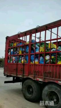 高度25厘米五彩千年木