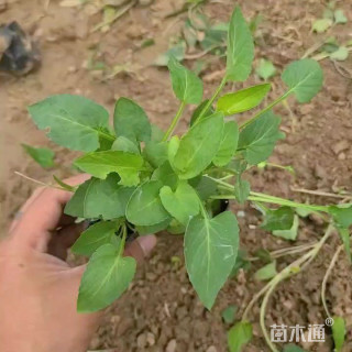 高度15厘米紫花地丁