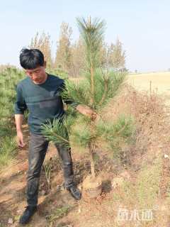 高度150厘米油松