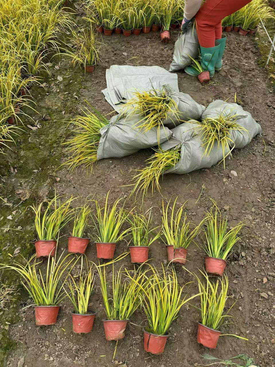高度35厘米金叶石菖蒲