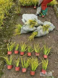 高度35厘米金叶石菖蒲