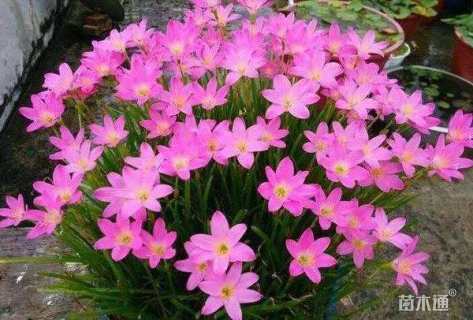 高度1厘米风雨兰种球