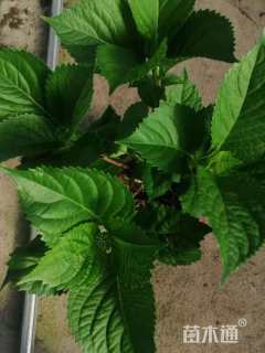 高度25厘米八仙花