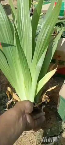 高度20厘米鸢尾